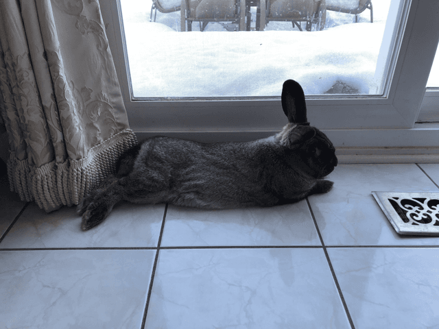 rabbit